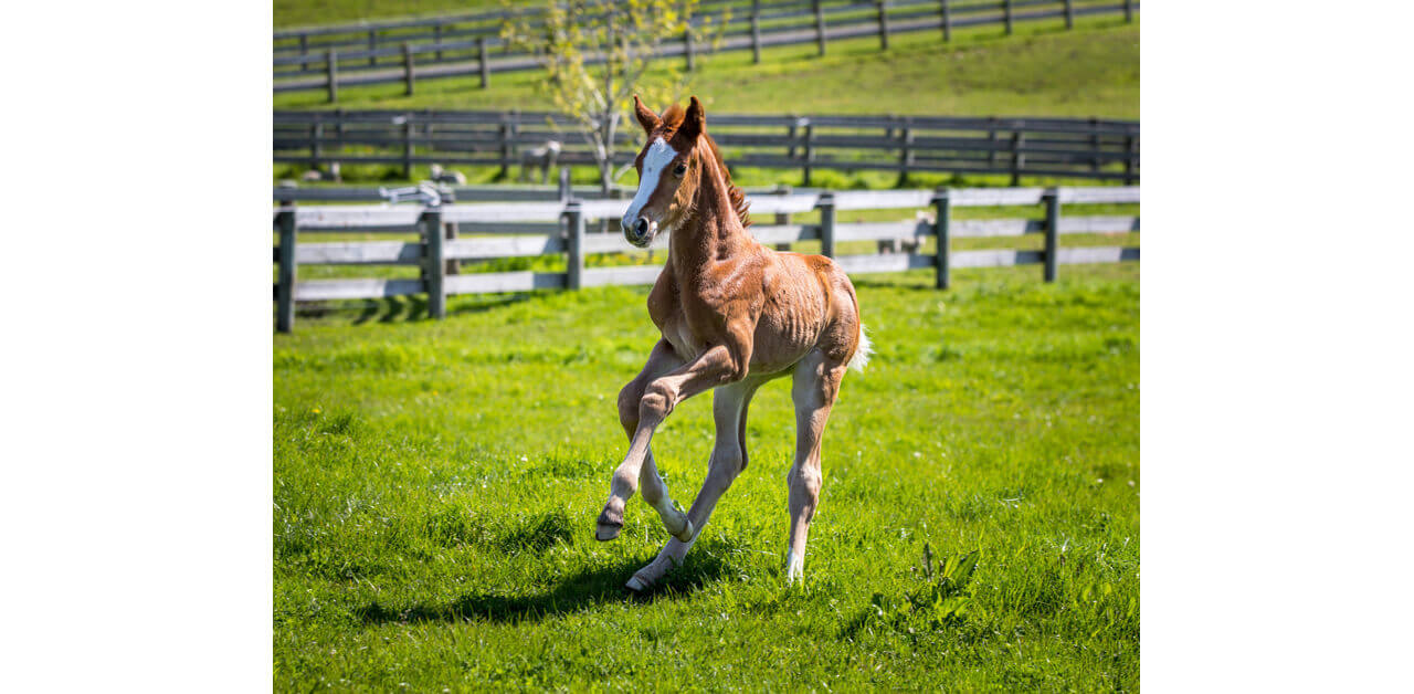 Thumbnail for First Foal Born From New Fertility Treatment in New Zealand