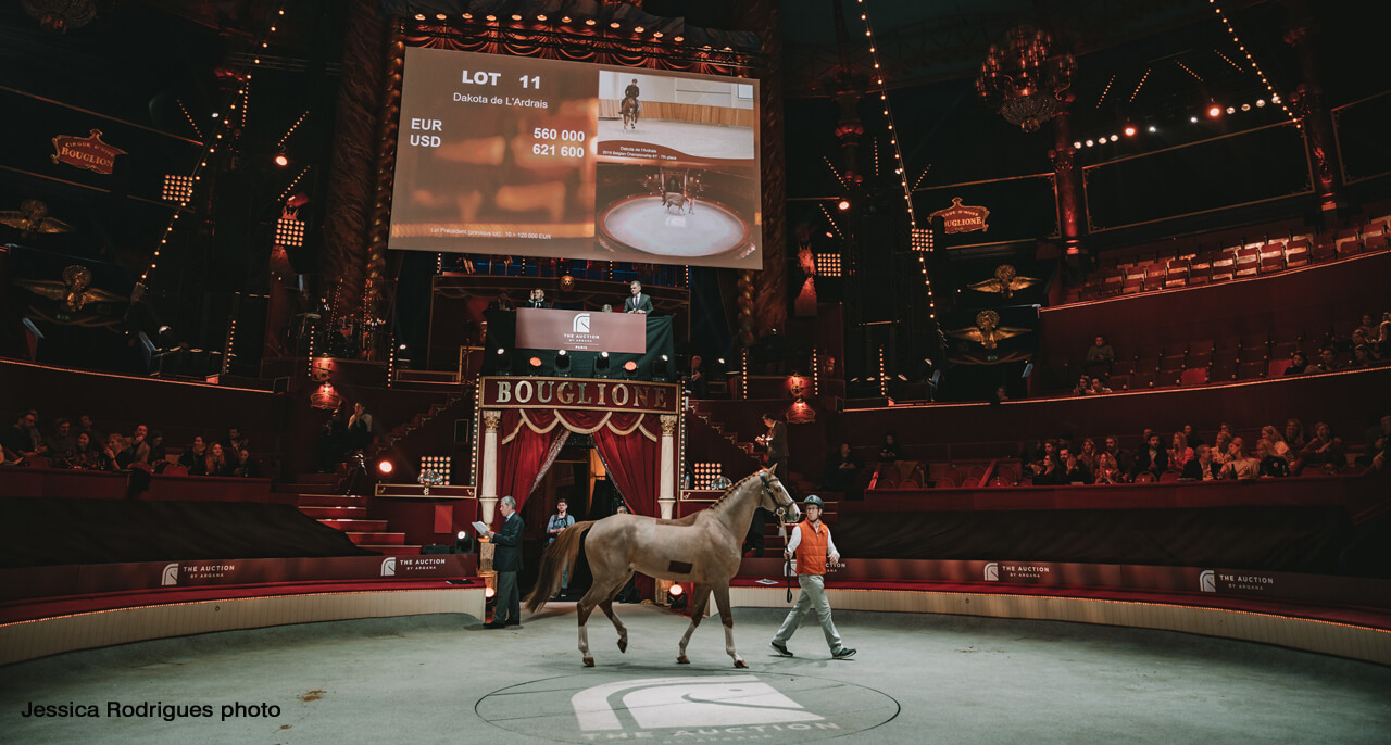 Thumbnail for Top horse Dakota de l’Ardrais sells for €560,000 at The Auction by Arqana