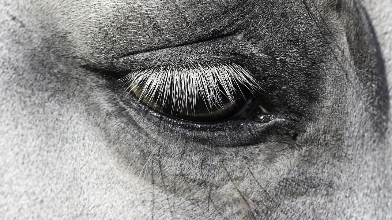 Thumbnail for Researchers find stressed horses blink less, twitch eyelids more