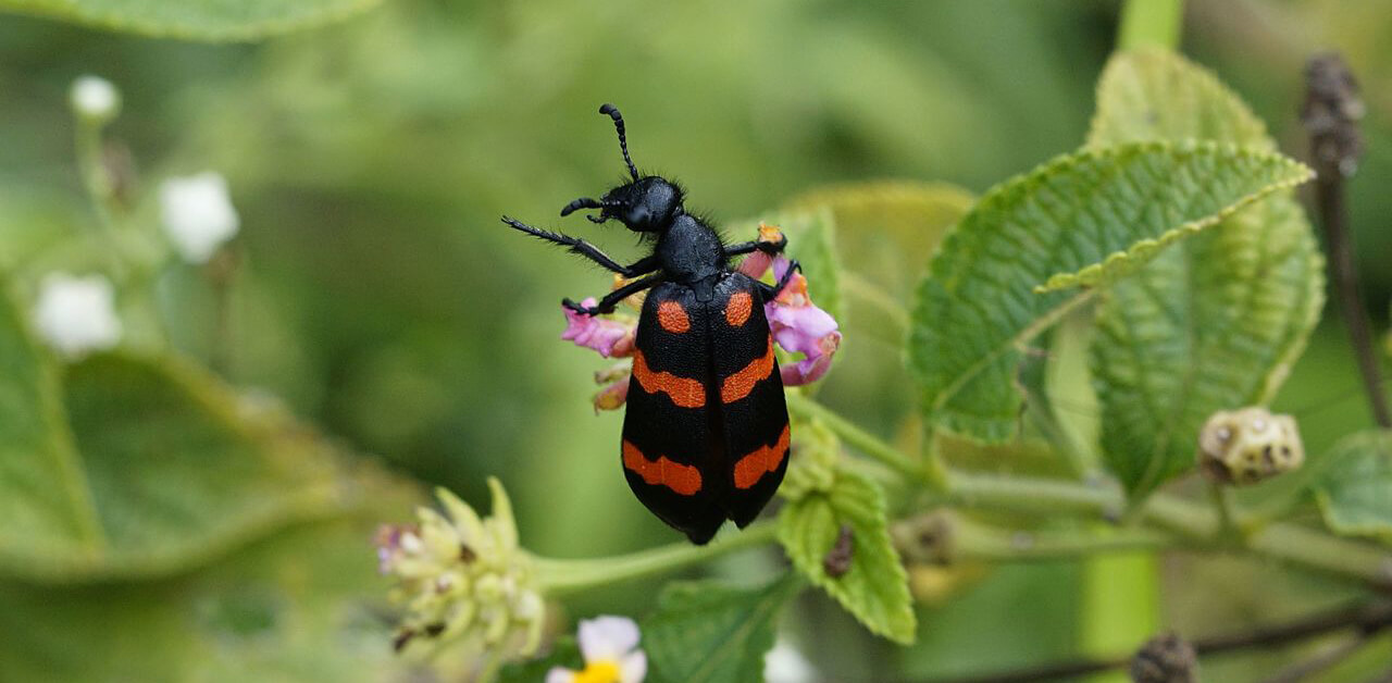 Blister beetles contain a toxin that can make horses sick and even kill them, so it’s very important to inspect your hay for them before feeding it.