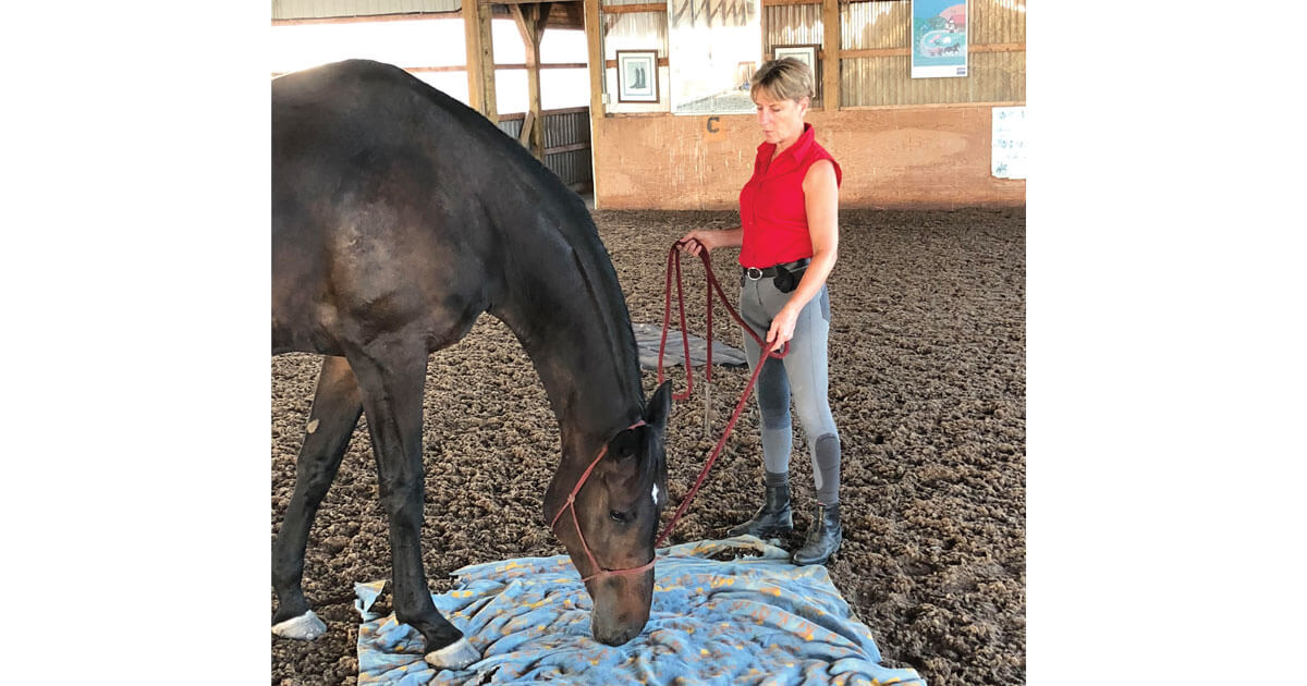 Anything unusual can be used to generate interest, such as this blanket which can be sniffed, stood on and walked over, as demonstrated by Rock My Lady with dressage rider Lori Bell.