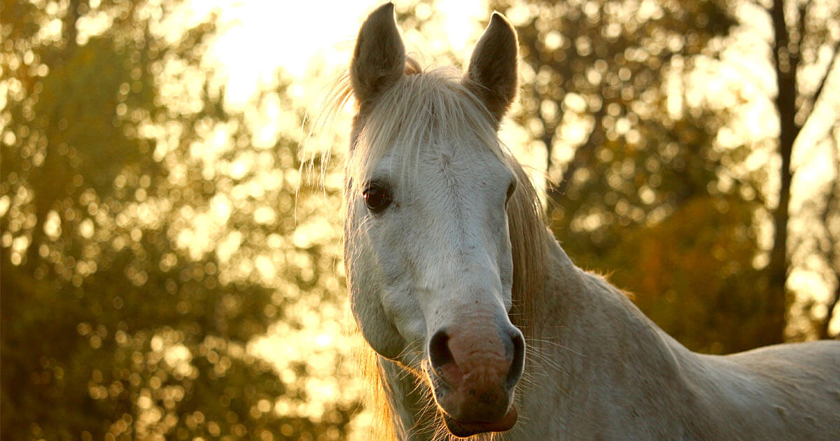 A single swirl between or above the eyes indicates a horse who has an uncomplicated, cooperative nature, according to Linda Tellington-Jones. (rihaij/Pixabay)