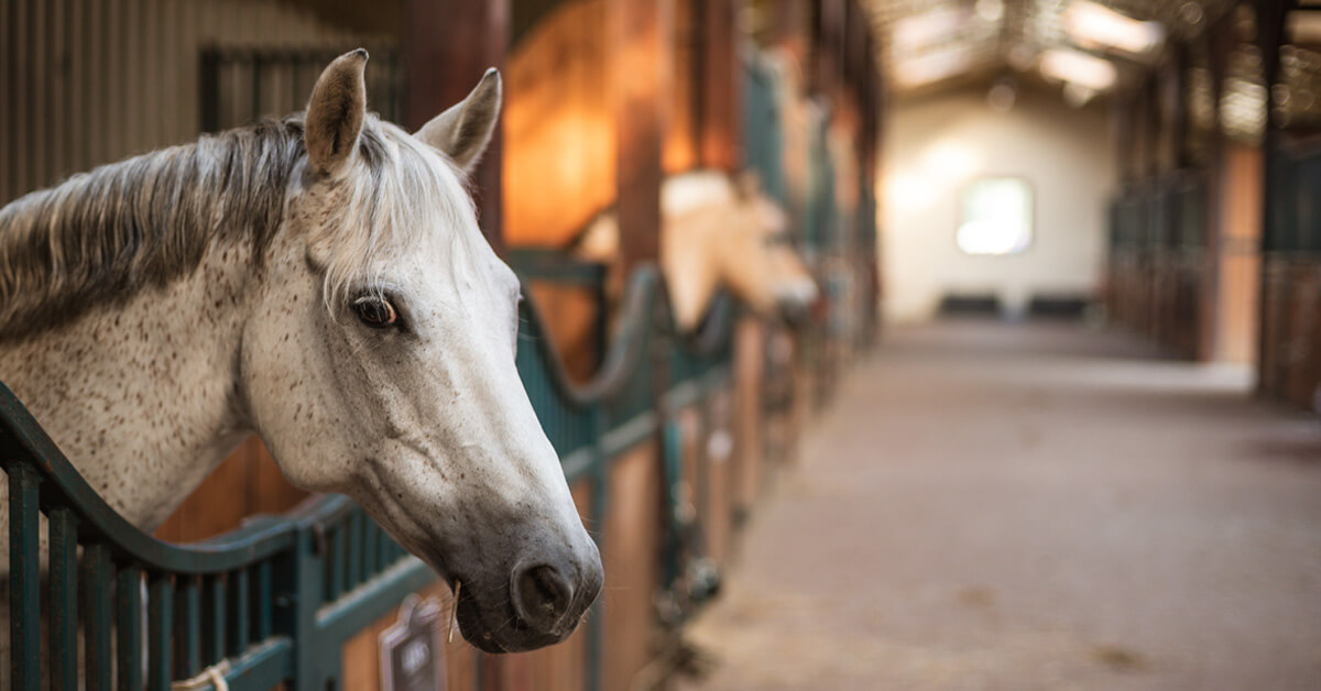 Thumbnail for Ontario Equestrian Recommends the Closure of All Riding Facilities