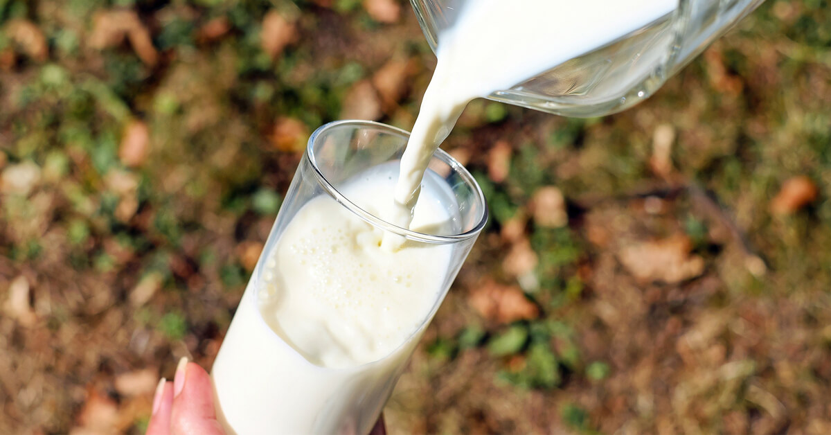 Thumbnail for Research reveals mare’s milk better for us than cow’s milk