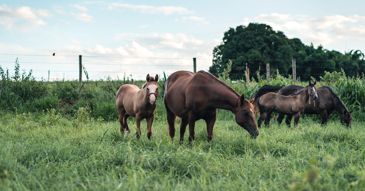 Thumbnail for AAFC Creates COVID-19 Equine Sector-Specific Working Group