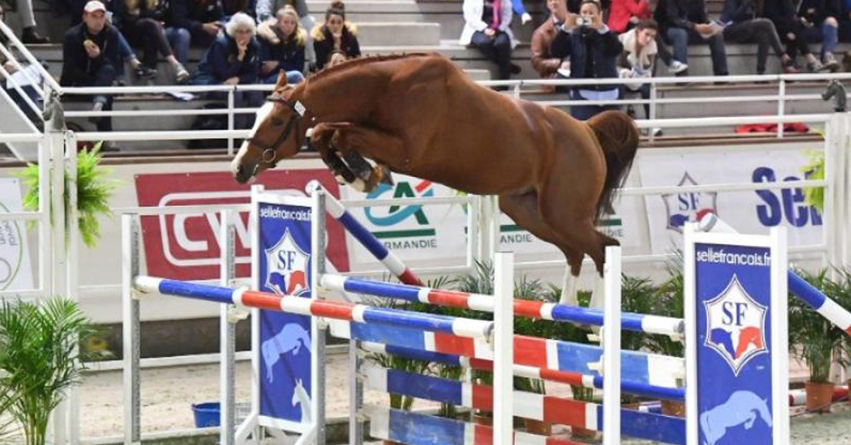 Thumbnail for Mark and Tara Rein purchase 3 more prospects for Eric Lamaze