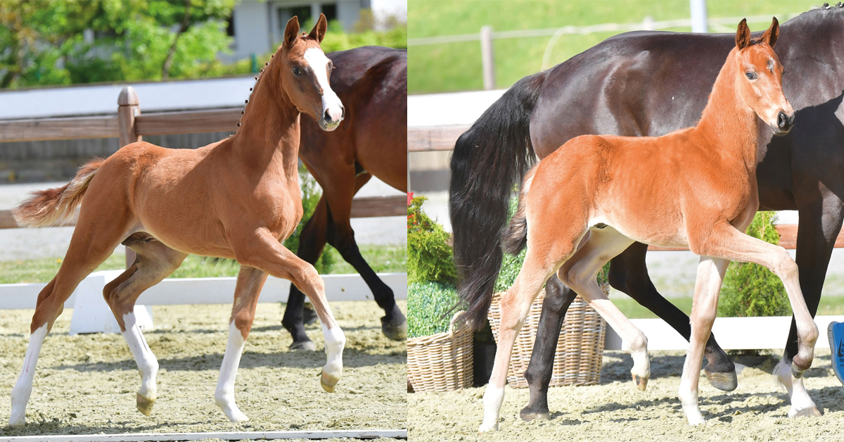 Thumbnail for Here Come the Foals! Future Stars at the Online Elite Foal Auction