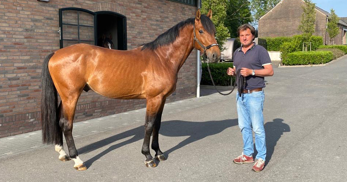 The four-year-old Quando van de Bisschop, shown with Mario Everse, was the sale-topper at 36,000 euro.