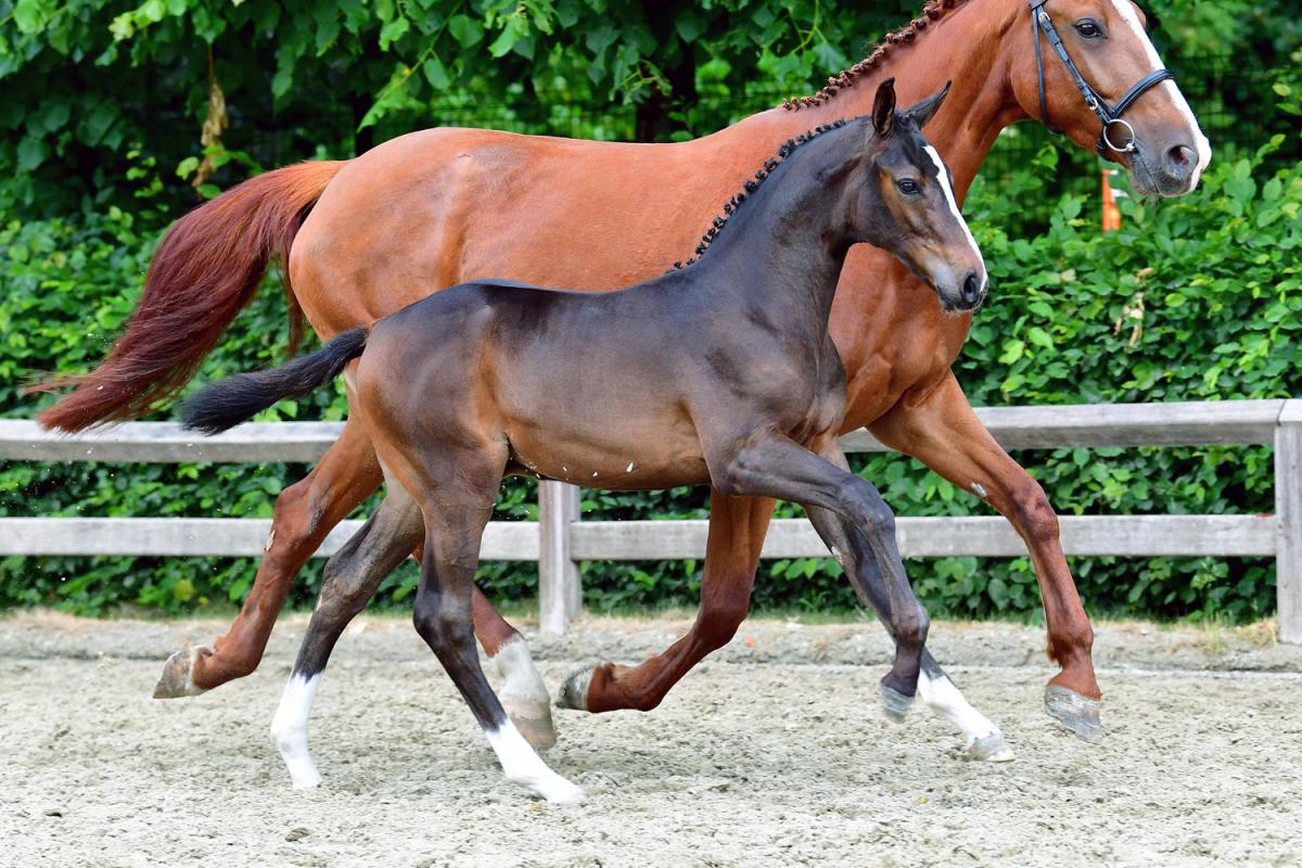 Thumbnail for Flanders Foal Auction Goes Live and Online July 4th