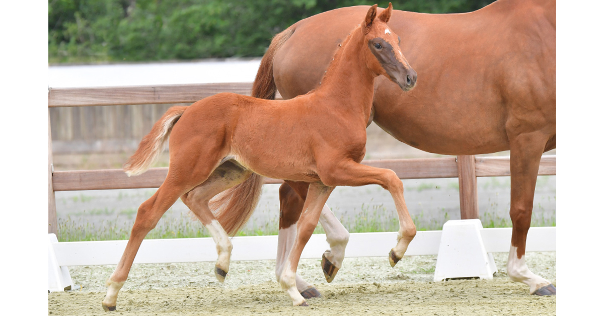 Thumbnail for Spectacular Dressage Filly Tops Oldenburg Online Auction