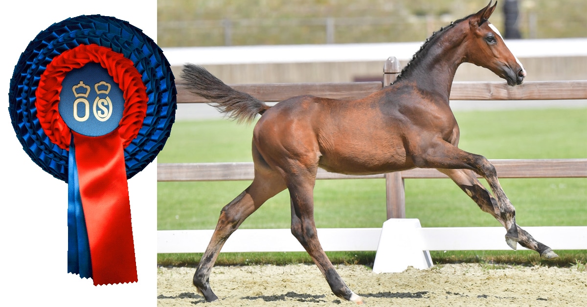 Thumbnail for Medal-Winning Bloodlines Set Top Prices in Vechta Foal Auction