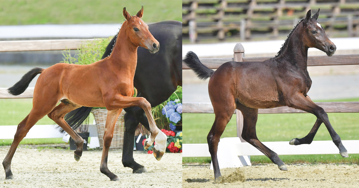 Thumbnail for Oldenburgs with Brilliant Dam Lines Star in the 19th Elite Foal Auction