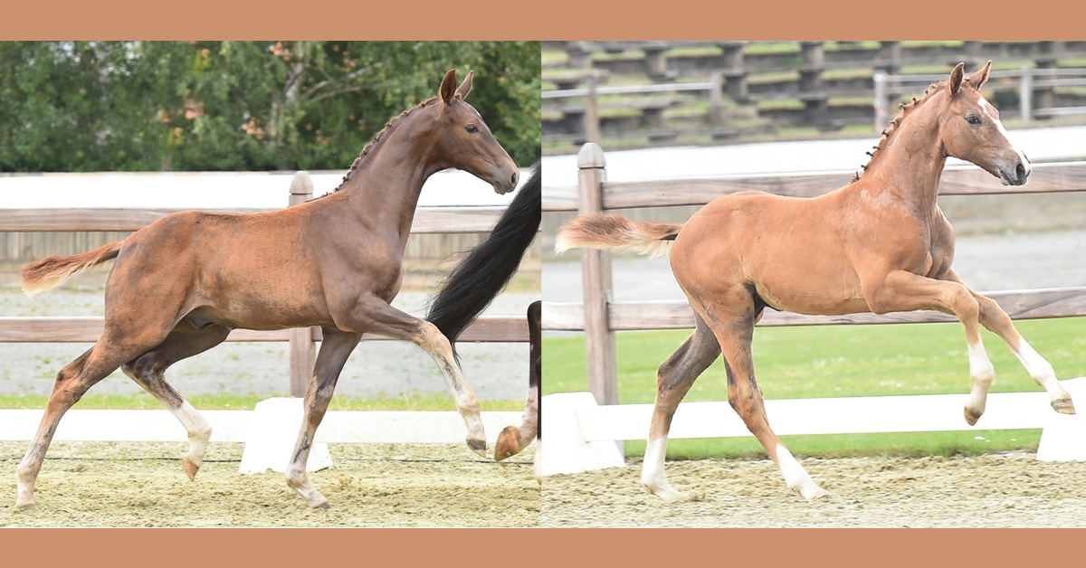 Thumbnail for Oldenburg Elite Foal Auction Offers Top Dressage and Jumping Lines