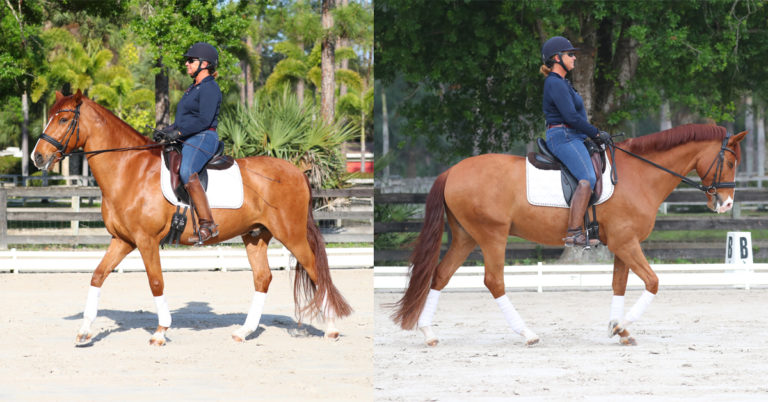 Improving the Quality of the Gaits with Jane Savoie