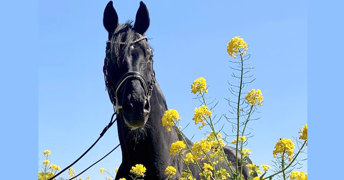 Thumbnail for Top Dressage Sire Sandro Hit Passes Away at Age 28