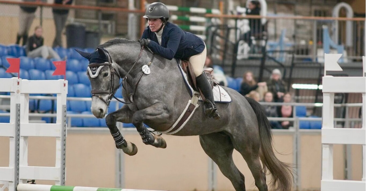 Thumbnail for Canadian Warmblood Spring Riding Horse Sale a Success