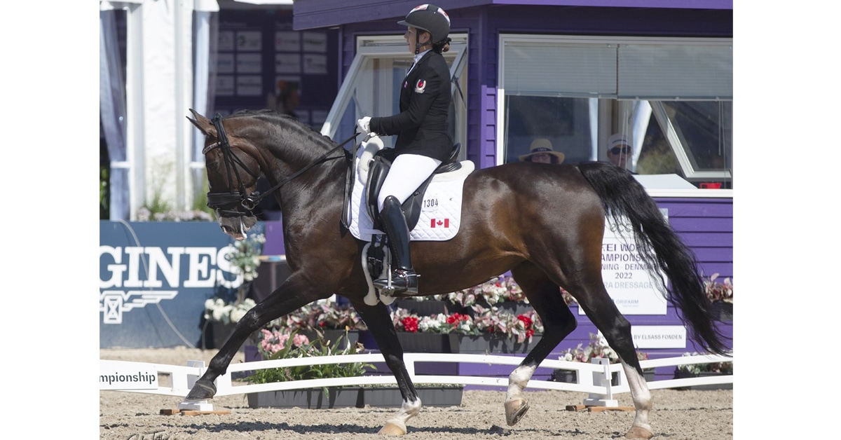 Thumbnail for Para-Dressage Update: Bert and Wonky Score 5th Place