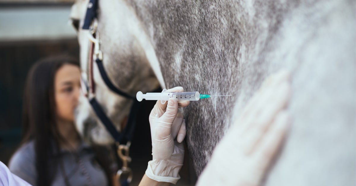 Thumbnail for FEI Board Addresses Equine Vaccine Shortage