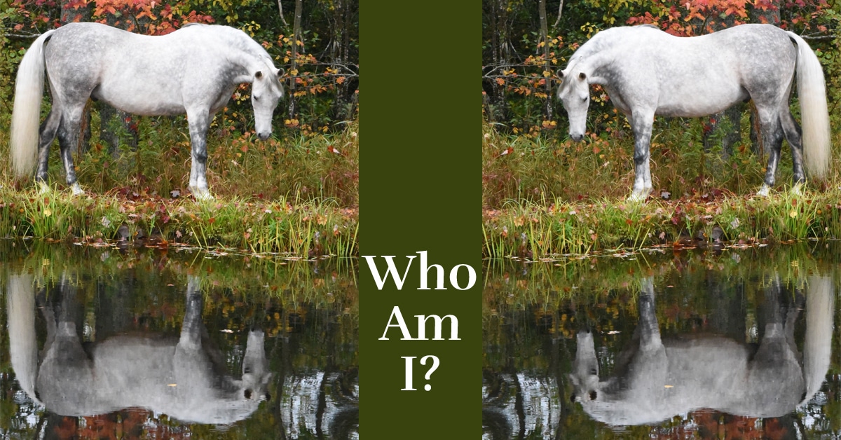 A white horse gazing at his reflection in a pond.