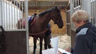 A researcher observing a horse in a stall.
