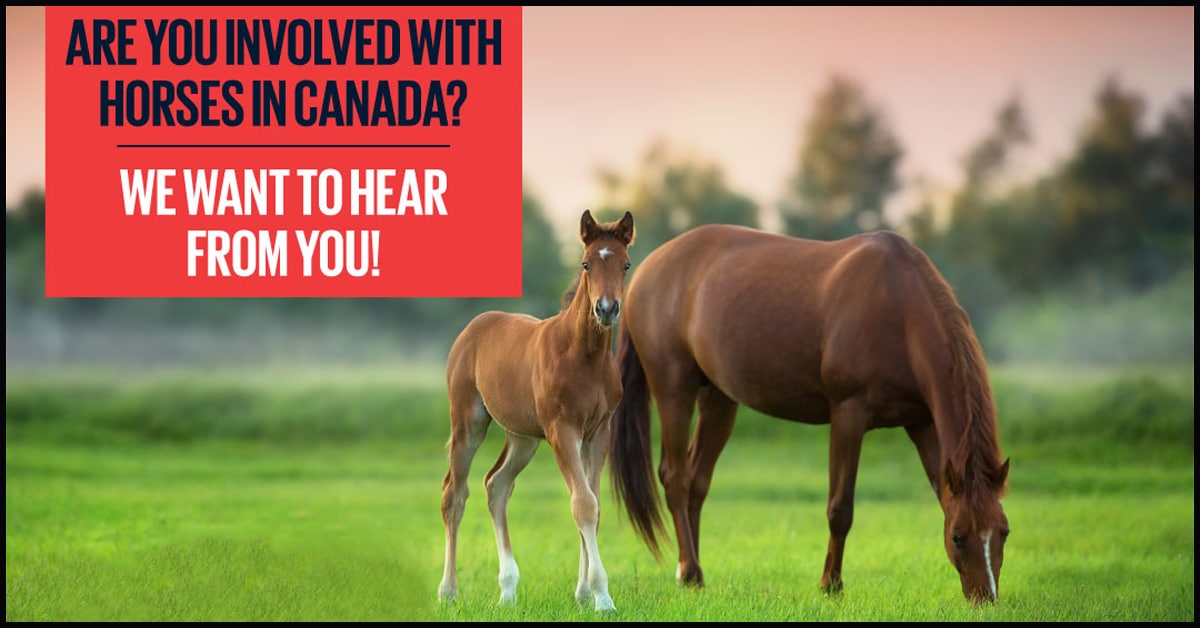 Thumbnail for National Equine Industry Survey Needs Your Input