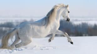 A white horse galloping through the snow.