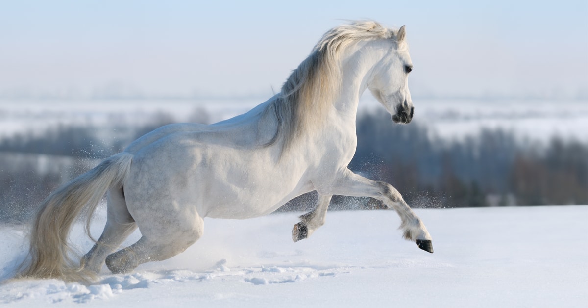A white horse galloping through the snow.