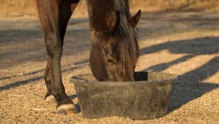 A horse eating out of a grain bucket on the ground.