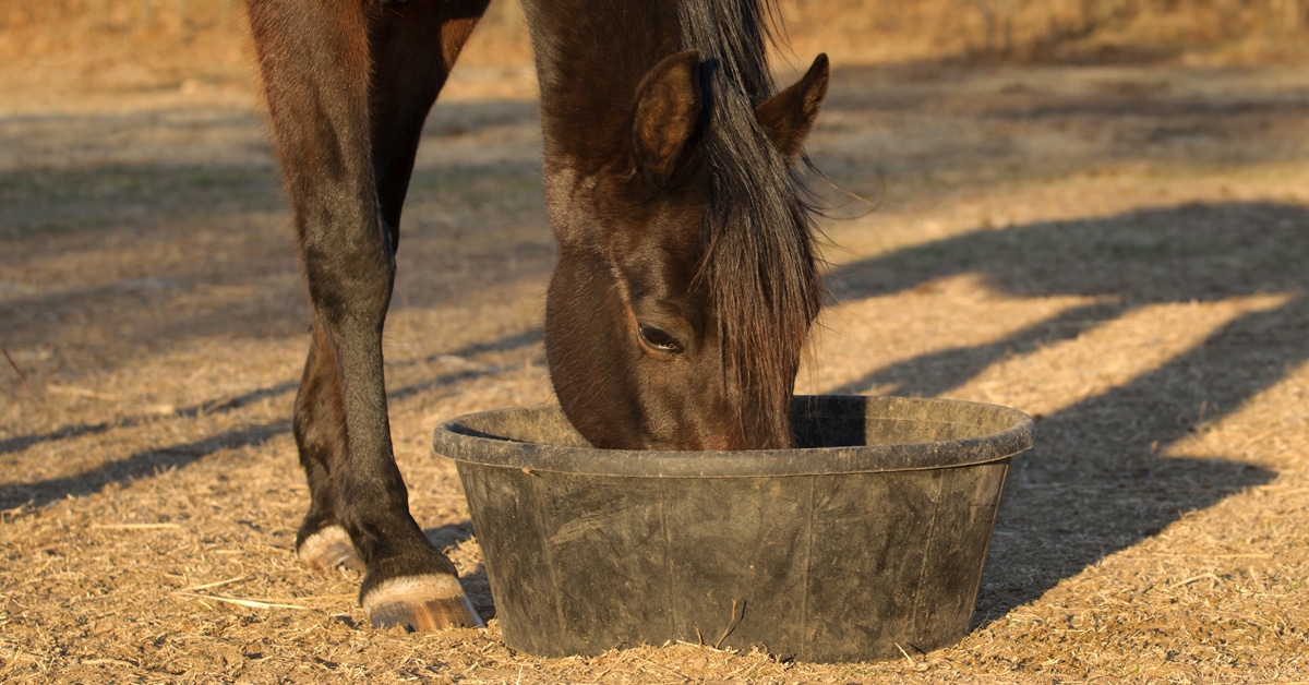 A horse eating out of a grain bucket on the ground.