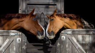 Cute horses touching noses in a barn.