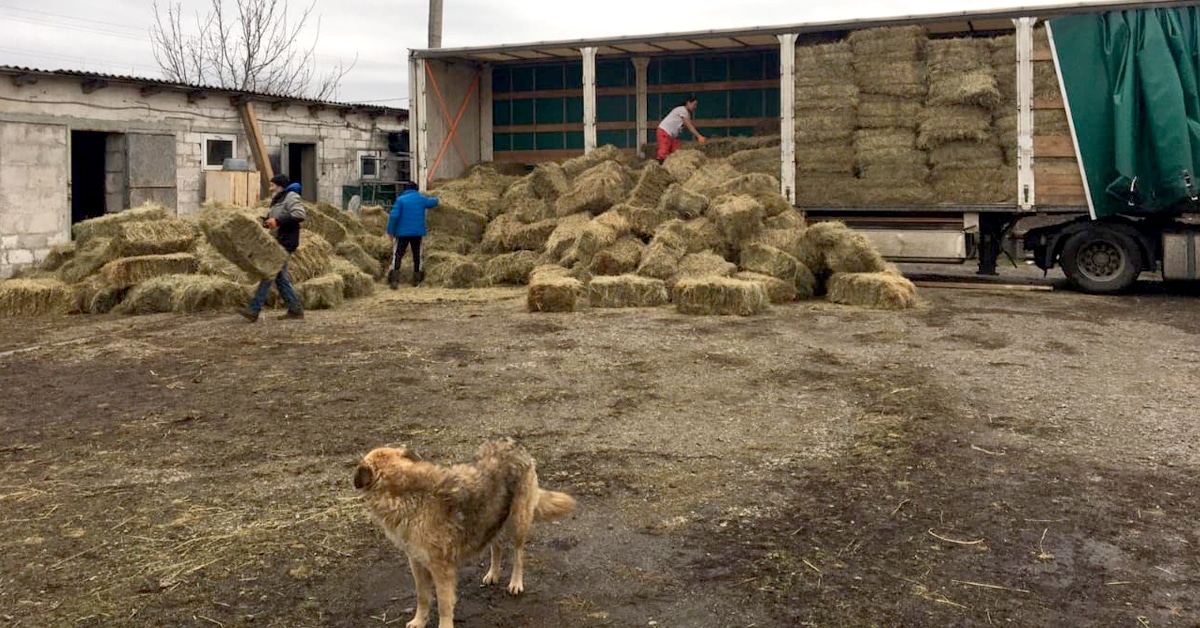 Thumbnail for Ukraine’s Horses: One Year Later