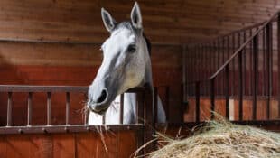 A horse eating hay in his stall.