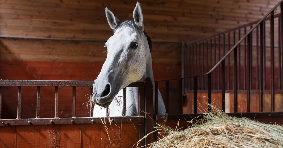 A horse eating hay in his stall.