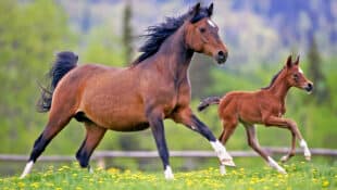 A mare and foal running in a field.