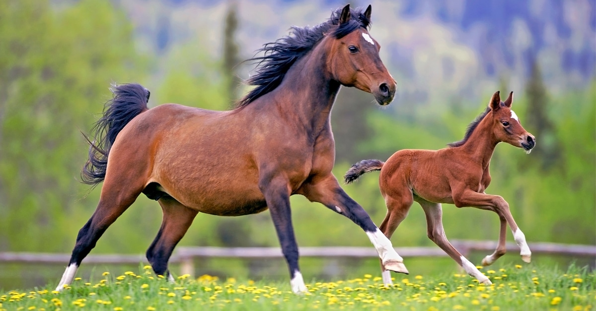 A mare and foal running in a field.