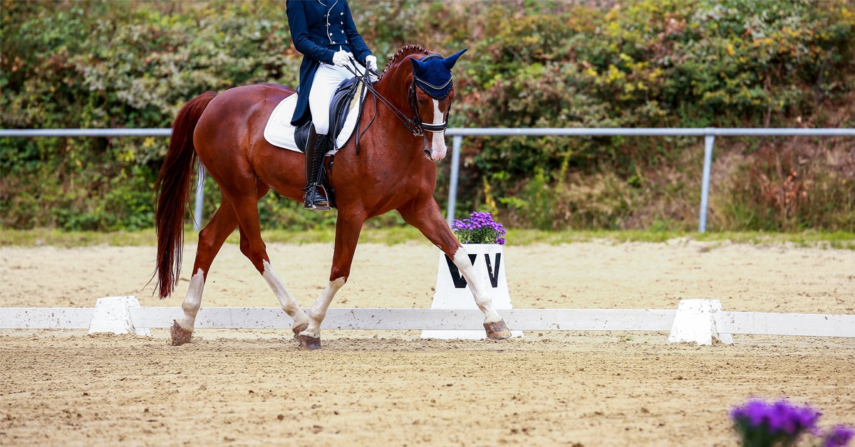 A horse and rider performing a shoulder-in movement in an arena.