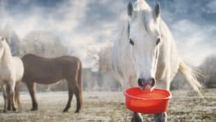 A grey horse holding a feed bucket in its teeth.