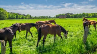 A group of horses grazing on lush pasture.