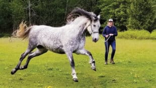 A grey horse acting up on the end of a lunge line.