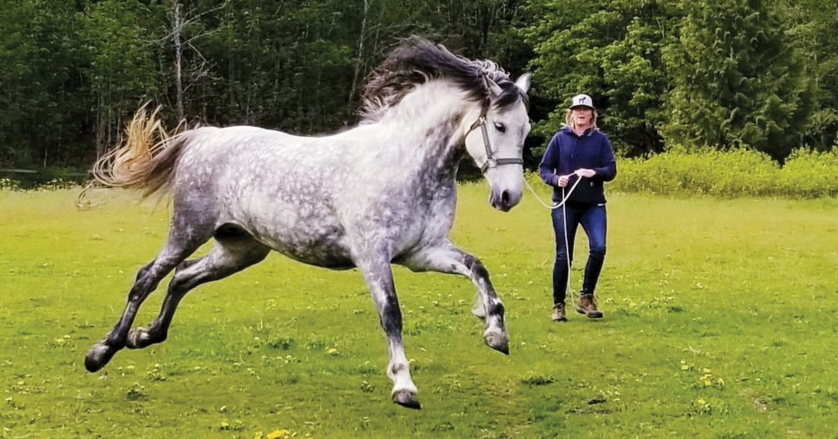 A grey horse acting up on the end of a lunge line.