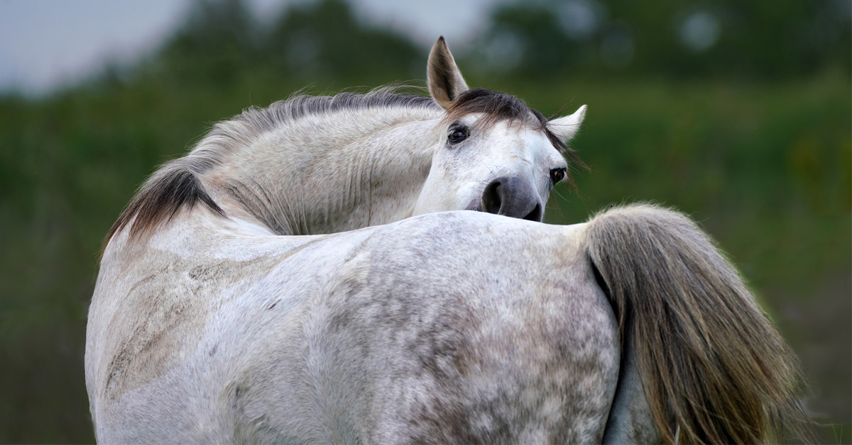 A grey horse biting at his flanks.
