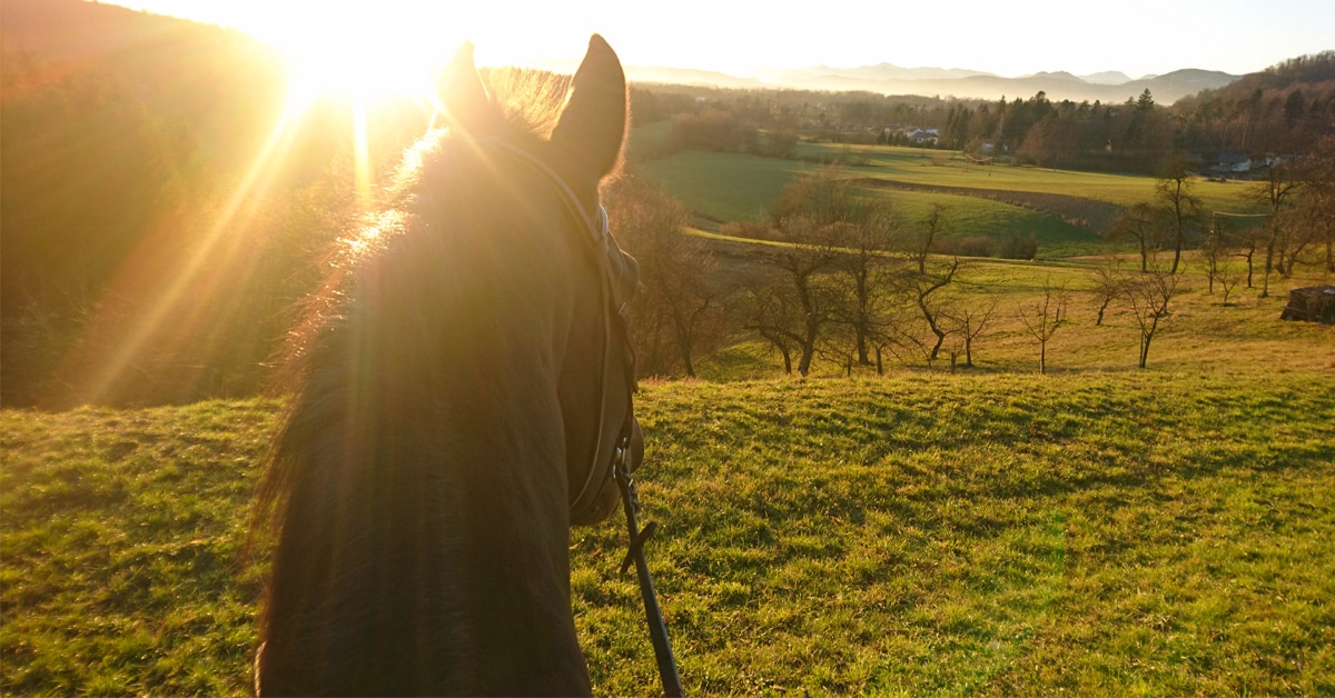 The view of a sunset between a horse's ears.