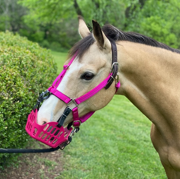 A horse wearing a pink grazing muzzle.
