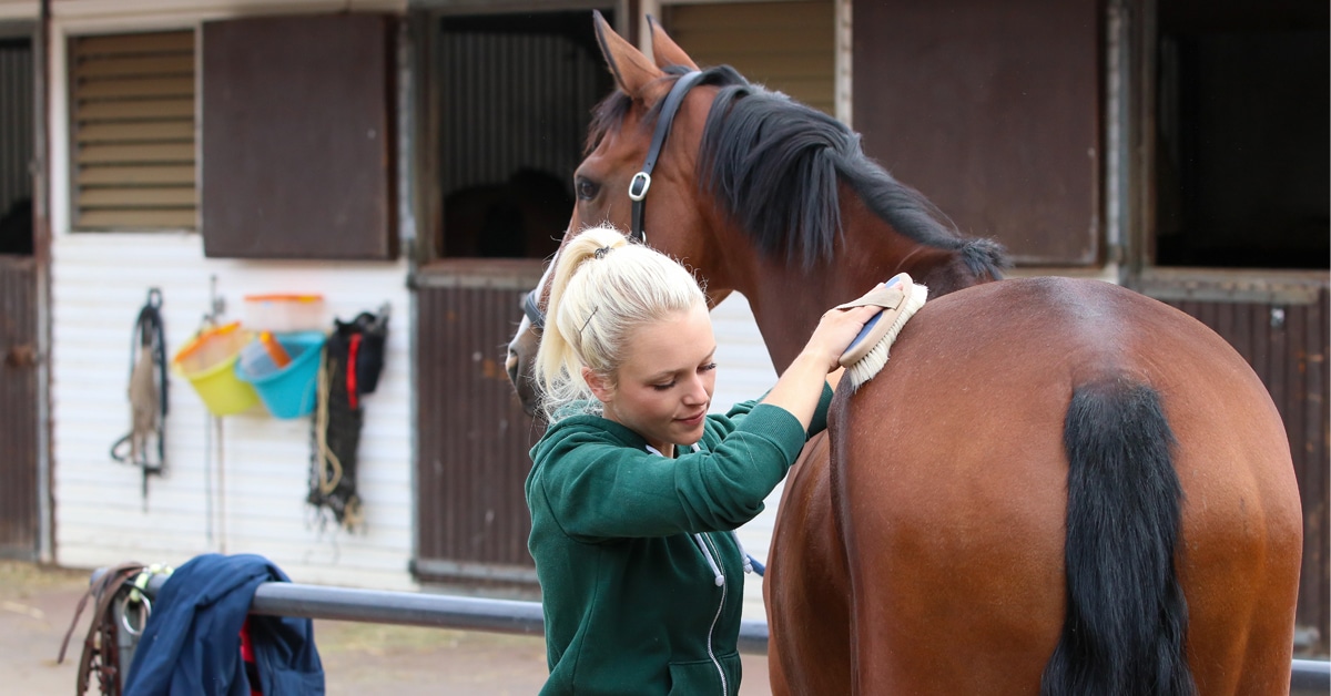 A woman grooming a bay horse.