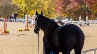 A horse standing at the side of the show ring, watching others warm up.