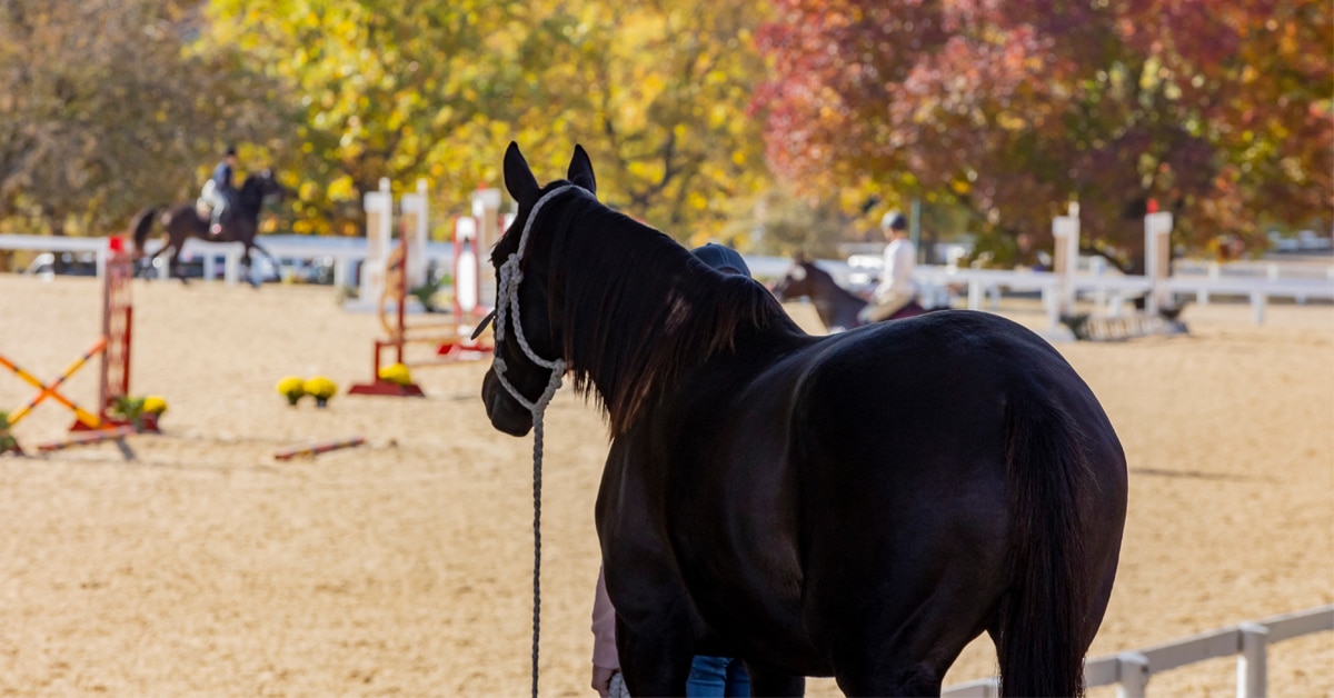 A horse standing at the side of the show ring, watching others warm up.