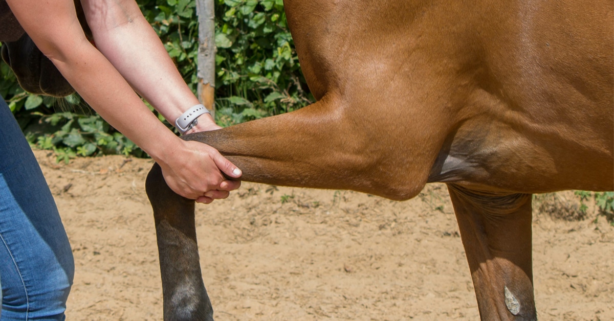 An equine physiotherapist stretching a horse's leg.