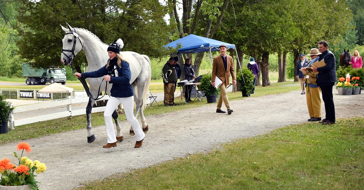 A girl trotting a grey horse in an inspection.