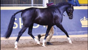 A black pony stallion being trotted in hand.