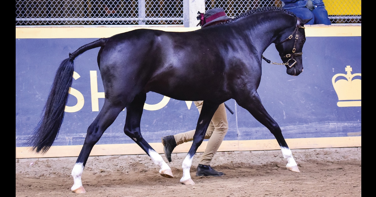A black pony stallion being trotted in hand.